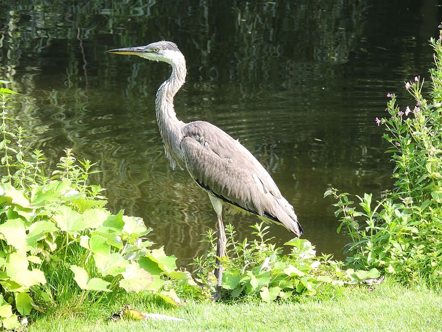 heron, animal, river, animals in the wild, animal wildlife HD wallpaper
