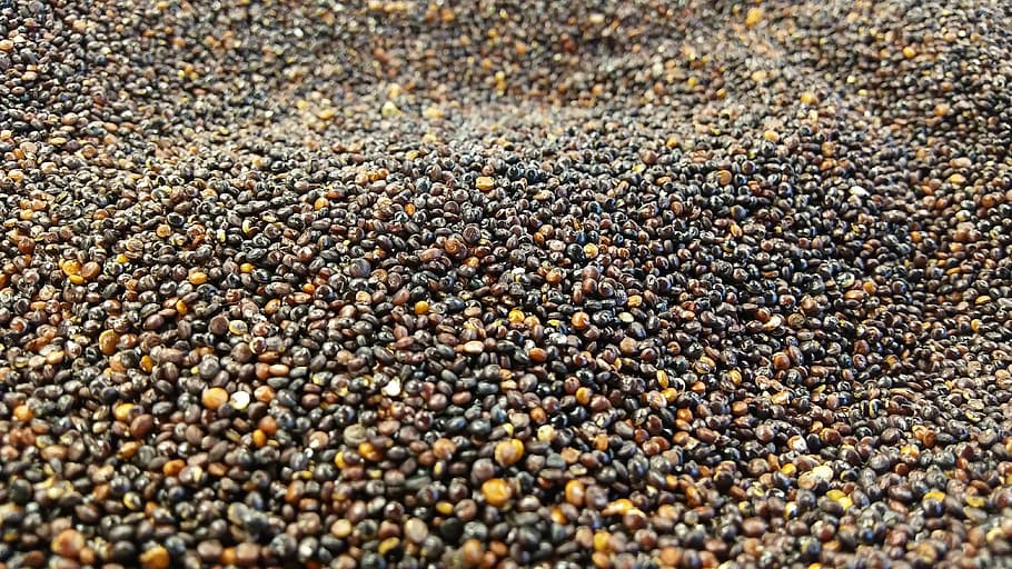 Quinoa, Cereal, black, food, seed, backgrounds, food And Drink HD wallpaper