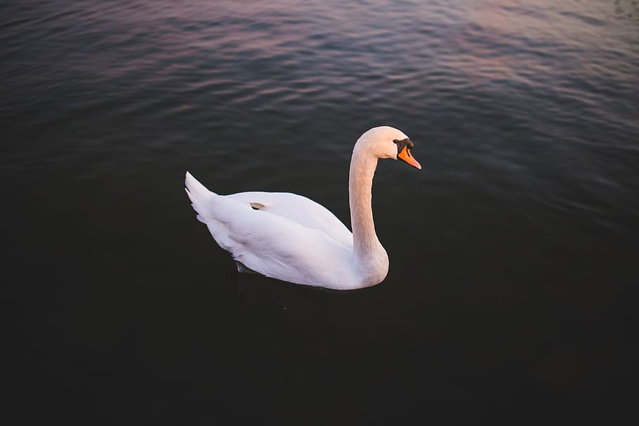 Single Swan Water, animals, bird, nature, lake, wildlife, white HD wallpaper