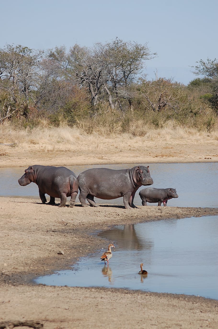 hippopotamus, hippos, nature, wildlife, safari, africa, mammal, HD wallpaper
