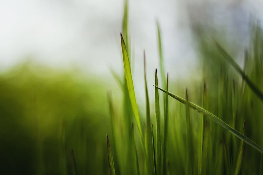 Grass, Plant, Spring, Meadow, plants, blade of grass, green HD wallpaper