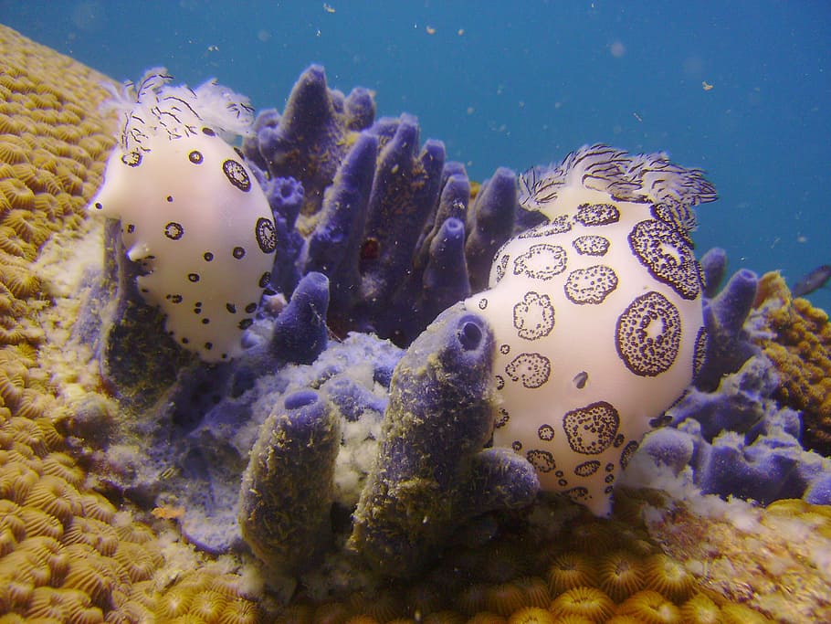 underwater, slug, nudi, chromodoris, sea, animals in the wild HD wallpaper