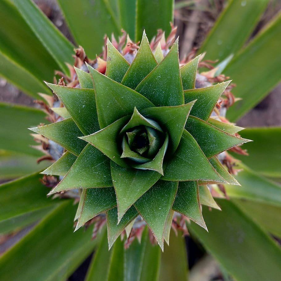 pineapple, top view, pineapple leaves, vegetable, green color