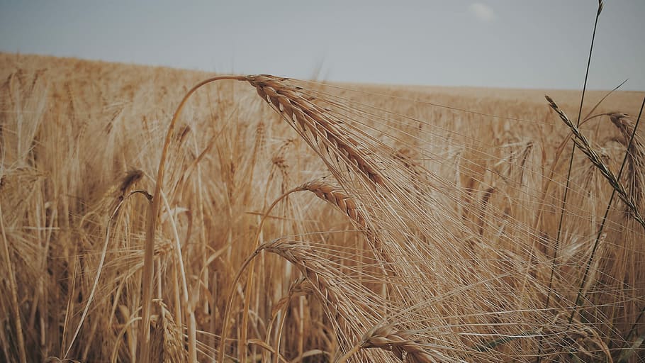 Wheat, Field, Cereals, Summer, agriculture, harvest, nature HD wallpaper