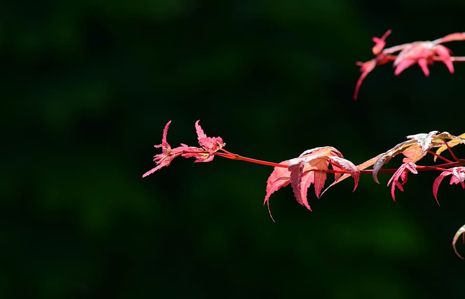maple, red, nature, leaves, leaf, background, close up, branch HD wallpaper