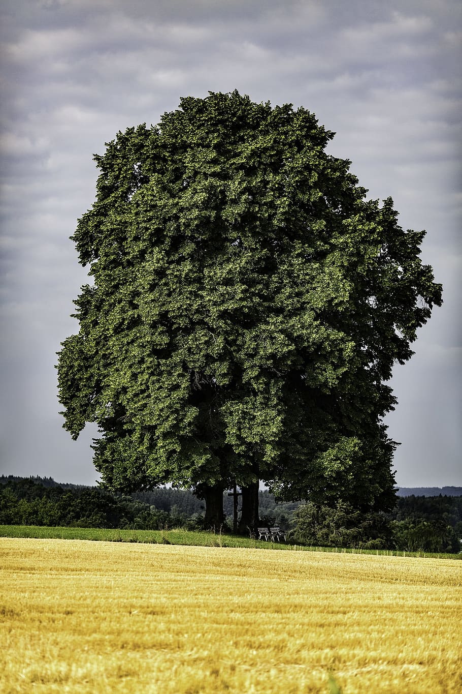 green leafed tree in barren land, Nature, Old, Oak, Trees, Outdoor HD wallpaper