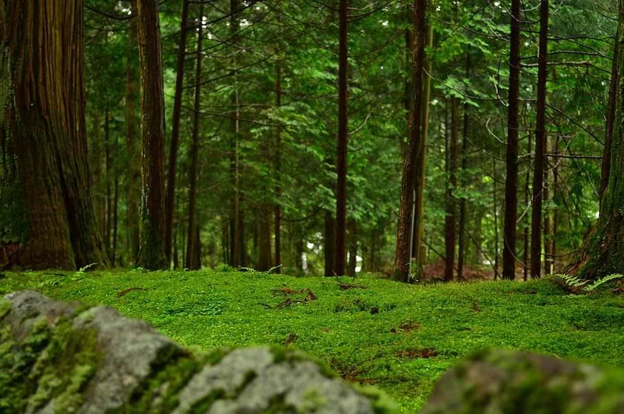 trees on green grass, Moss, Natural, Sunlight, forest, nature HD wallpaper
