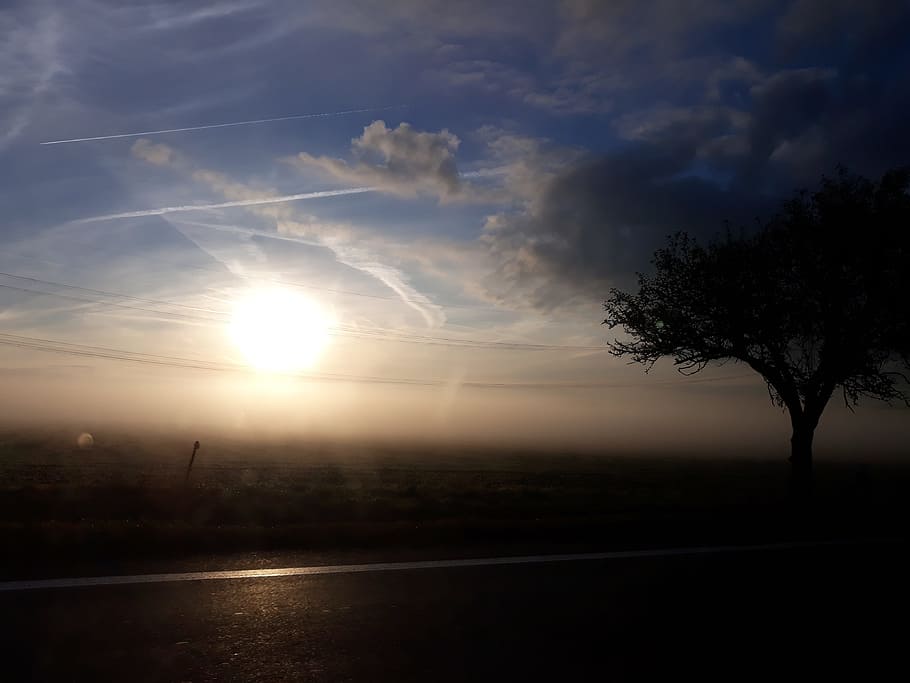 tree, shadow, fog, sun, sky, cloud - sky, tranquility, scenics - nature HD wallpaper