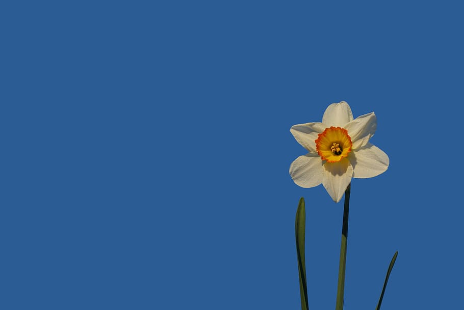 daffodil, flower, blossom, bloom, yellow, plant, spring, narcissus HD wallpaper