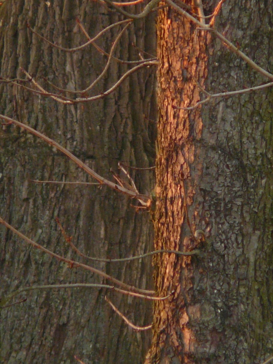 Tree, Bark, Spotlight, Sunshine, red, reddish, aesthetic, log HD wallpaper