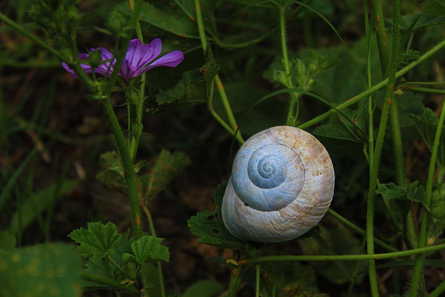 snails, wrap, fortress, green, flower, insect, macro, shooting HD wallpaper