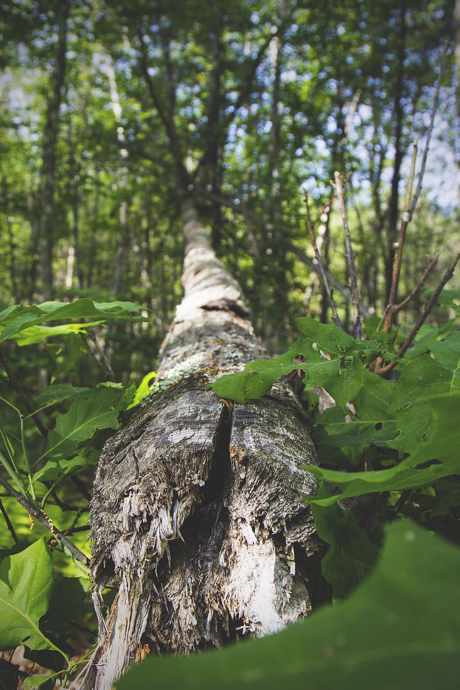 trunk, cracked, fallen, tree, wood, material, natural, forest HD wallpaper