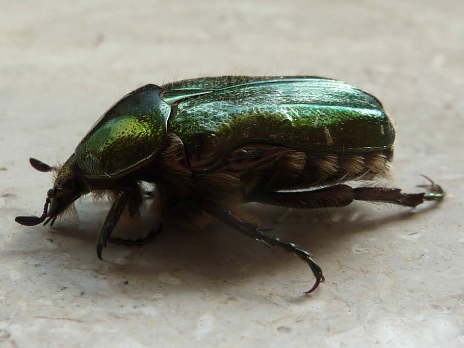 Rose, Beetle, Shiny, rose beetle, green, one animal, animal themes HD wallpaper