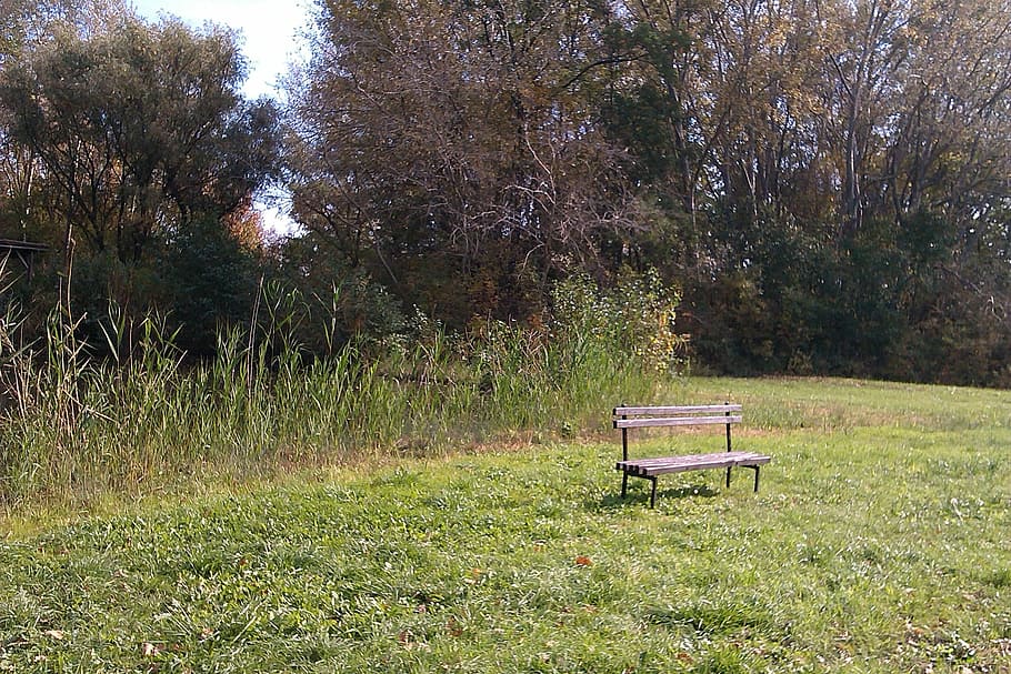 Pad, Forest, Nature, autumn, park, spring, grass, no people HD wallpaper