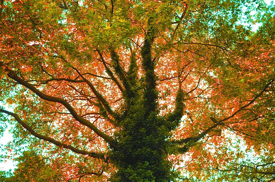 low-angle photography of green leafed tall tree, branch, backlight HD wallpaper