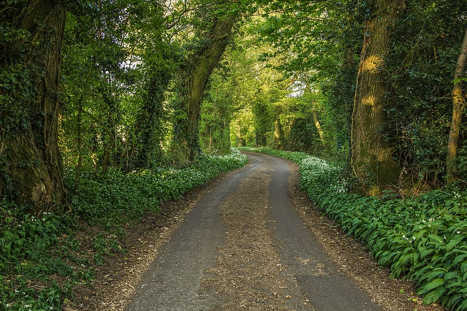 empty dirt road between forest during daytime, forest road HD wallpaper