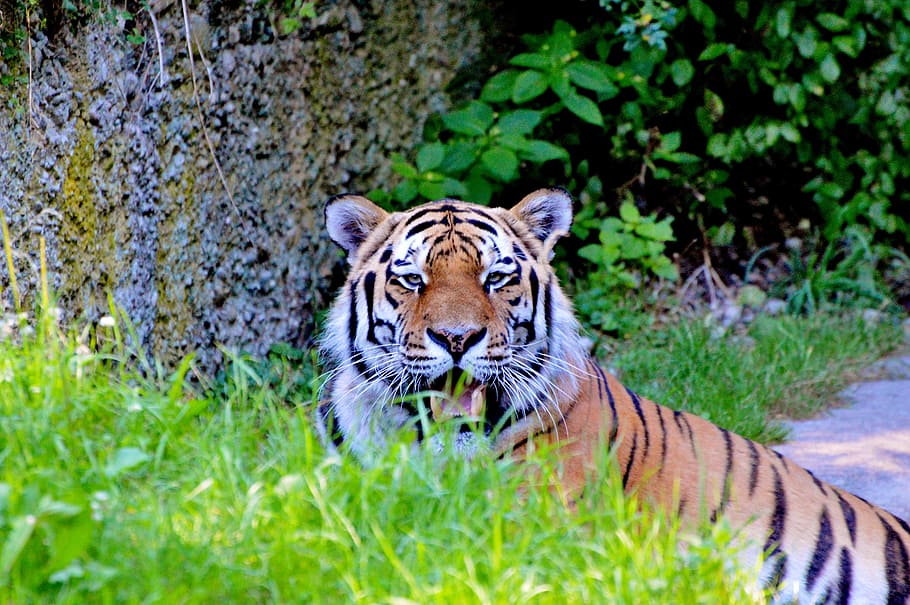 tiger, big cat, predator, tiergarten, zoo, tierpark hellabrunn HD wallpaper