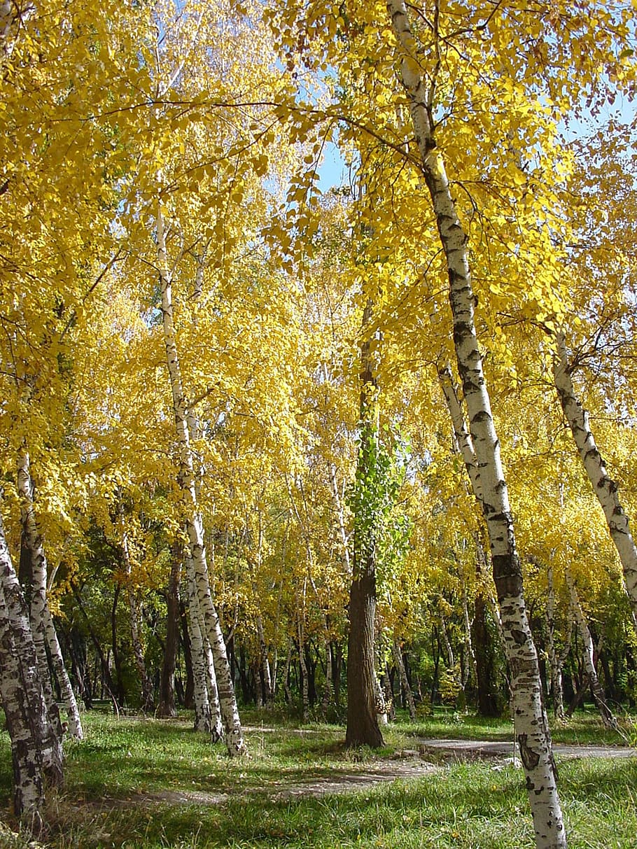 birch, autumn, park, trees, golden autumn, leaves, yellow, plant HD wallpaper