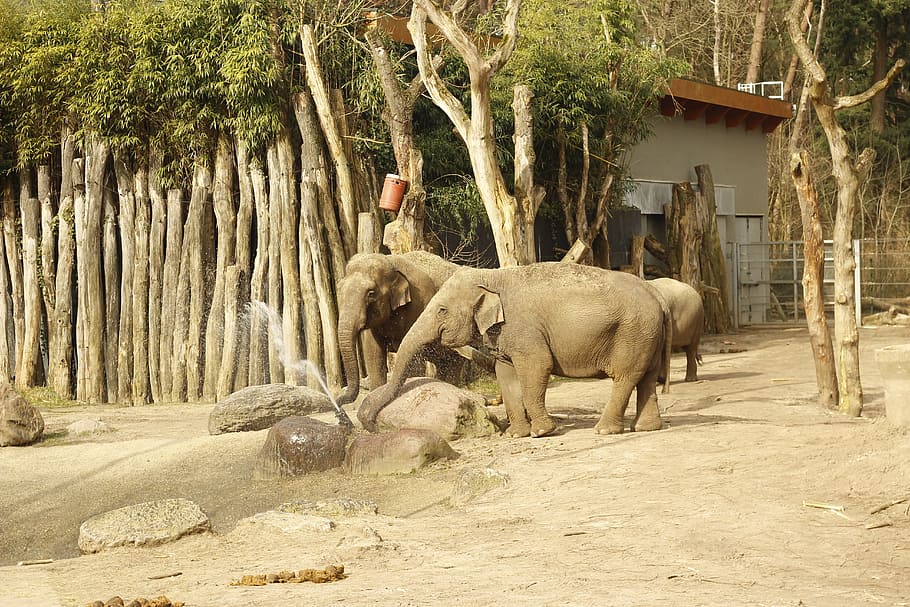 elephant, water, play, tree, animal themes, mammal, plant, animals in the wild HD wallpaper