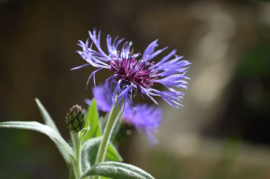 cornflower, nature, flowering plant, vulnerability, fragility HD wallpaper