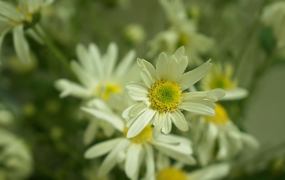 daisy robins, flowering season, hanoi, white daisies, flowering plant, HD wallpaper