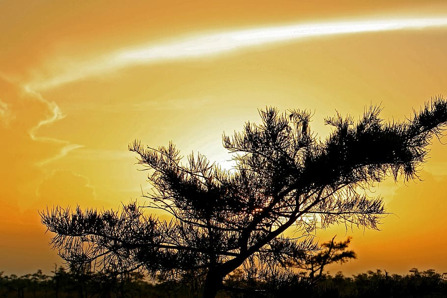 sunset, landscape, sky, colorful, tree, everglades, clouds HD wallpaper