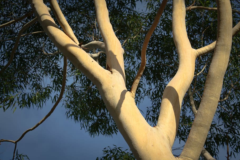 Eucalyptus, Tree, Branches, Nature, trunk, tree trunk, human body part HD wallpaper