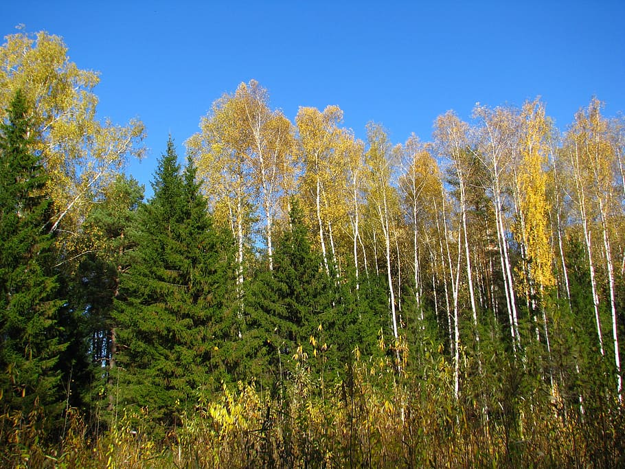 blue sky, forest, birch, christmas tree, golden autumn, sunny day HD wallpaper