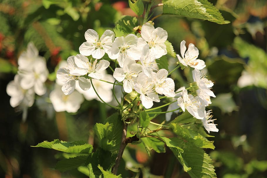 flower, nature, plant, leaf, garden, flowers, season, floral HD wallpaper