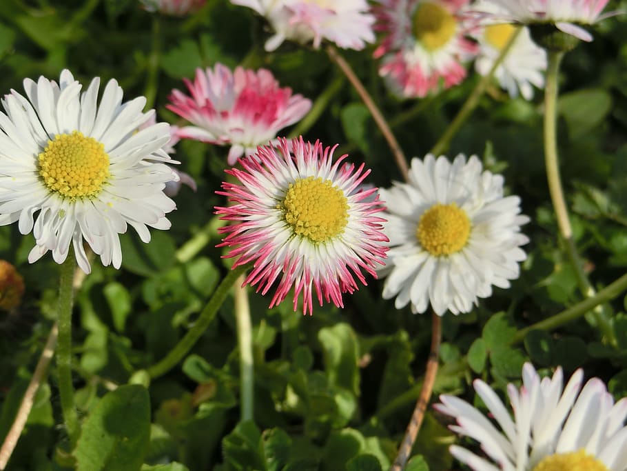 Daisy, Flower, Plant, Close, flower head, growth, fragility HD wallpaper
