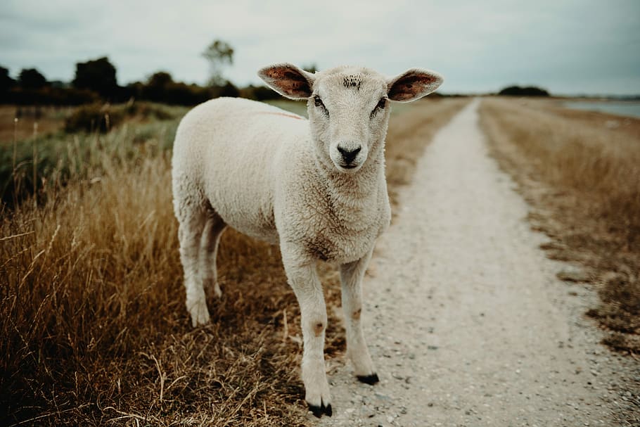 lamb on a pathway, photo of white sheep beside grass, vegan, sea HD wallpaper