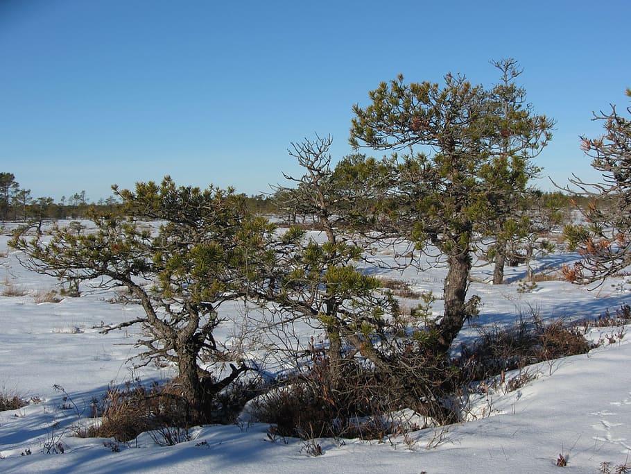 winter, pine, bog, snow, nature, tree, frost, outdoors, cold - Temperature HD wallpaper