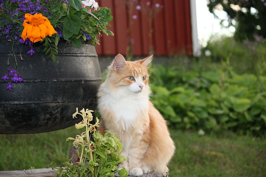 brown and white cat, pets, cute cat, fur, domestic cat, animal themes HD wallpaper