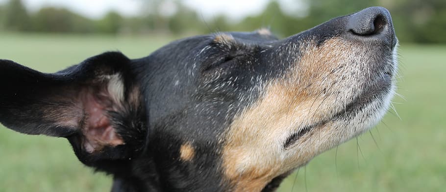 dachshund, nose, dreams, dog, pets, animal, canine, purebred Dog HD wallpaper