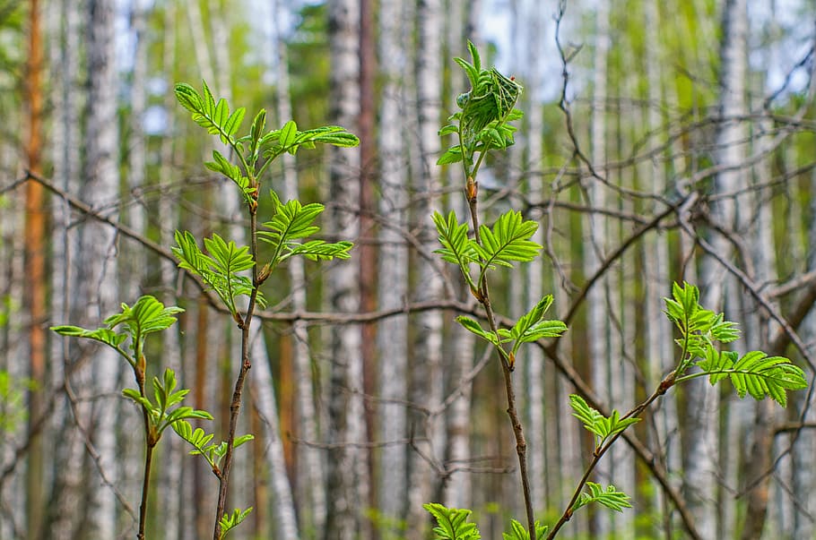 spring, sheet, nature, green, green leaves, greens, closeup HD wallpaper