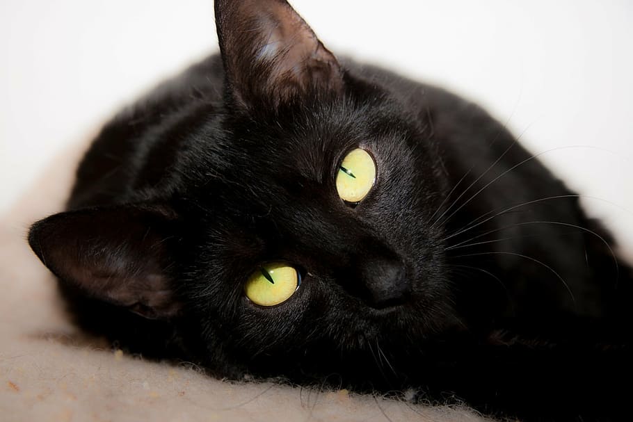 short-fur black cat, lying, eyes, domestic, feline, kitten HD wallpaper