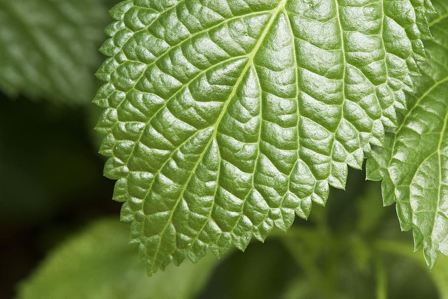 macro, leave, bright, garden, outdoor, leaf, plant part, green color HD wallpaper