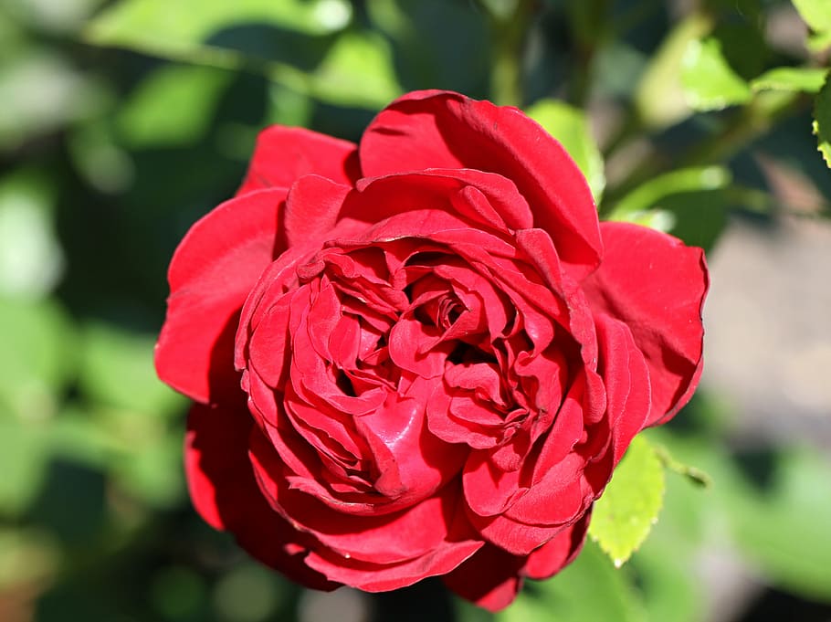 red, rose, red rose, blossom, bloom, flower, rose blooms, red roses HD wallpaper