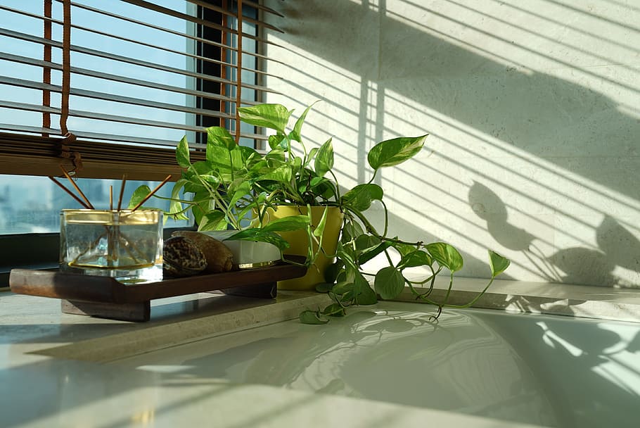 money plant, happy morning, sun beam, bright, sunshine, bath, HD wallpaper