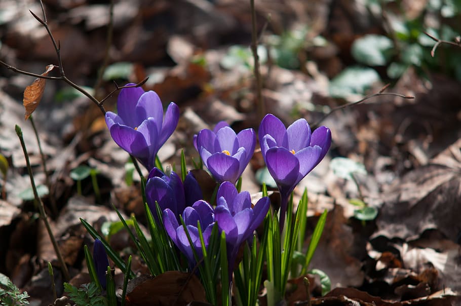 Crocus, Forest, Spring, Purple, Nature, flower, plant, springtime HD wallpaper