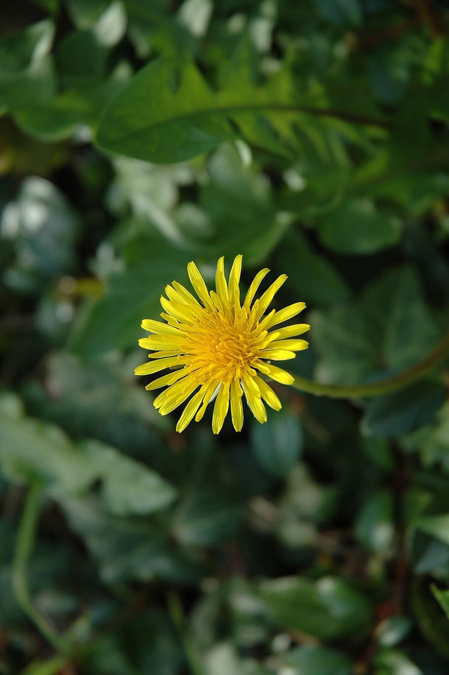 dandelion, flower, garden, spring, yellow, blossom, bloom, nature HD wallpaper