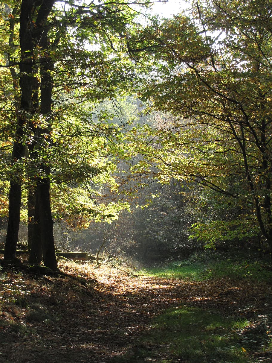 forest, away, forest path, trees, leaves, green, deciduous forest HD wallpaper