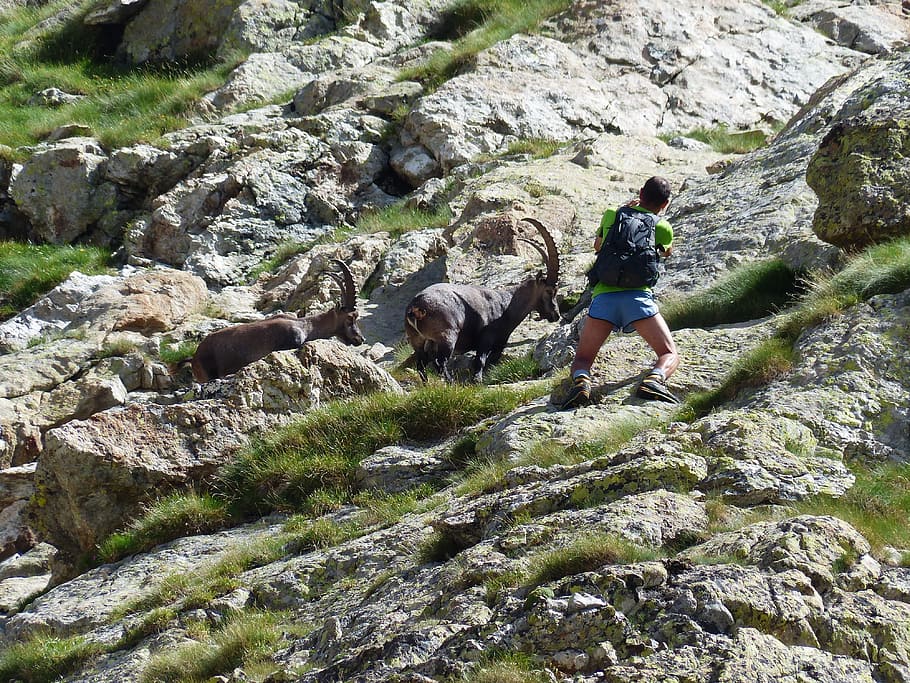 capricorn, alpine ibex, capra ibex, wicked capricorn, stone goat, HD wallpaper