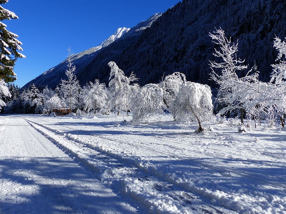 snow, ripe, wintry, nature, cold temperature, winter, tree HD wallpaper