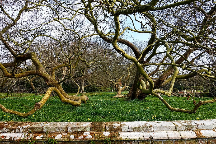 tangle, trees, limbs, nature, environment, pattern, ecology HD wallpaper