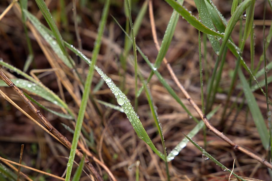 Grass, Macro, Nature, Rain, Water, close-up, plant, leaf, outdoors HD wallpaper