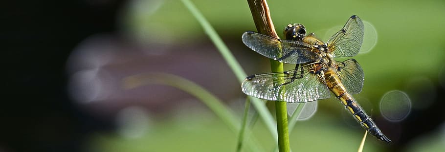closeup photography of dragonfly, wing, insect, nature, flight insect, HD wallpaper