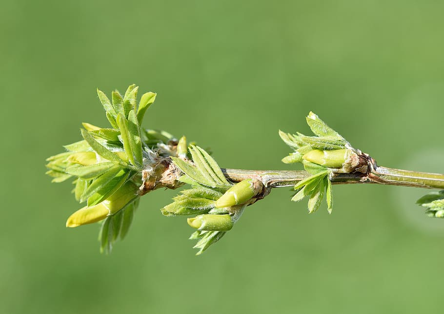 Branch, Tree, Elm, Leaves, hanging elm, engine, spring, nature HD wallpaper