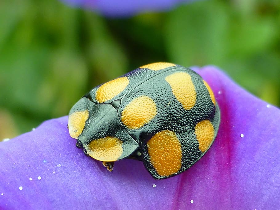 insect, orange, beetle, small, nature, animal themes, animal wildlife HD wallpaper