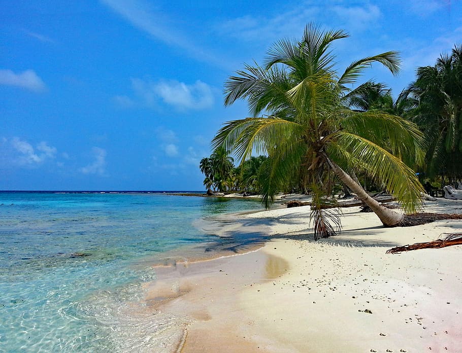 coconut tree near seashore under blue sky during daytime, isla diablo, HD wallpaper